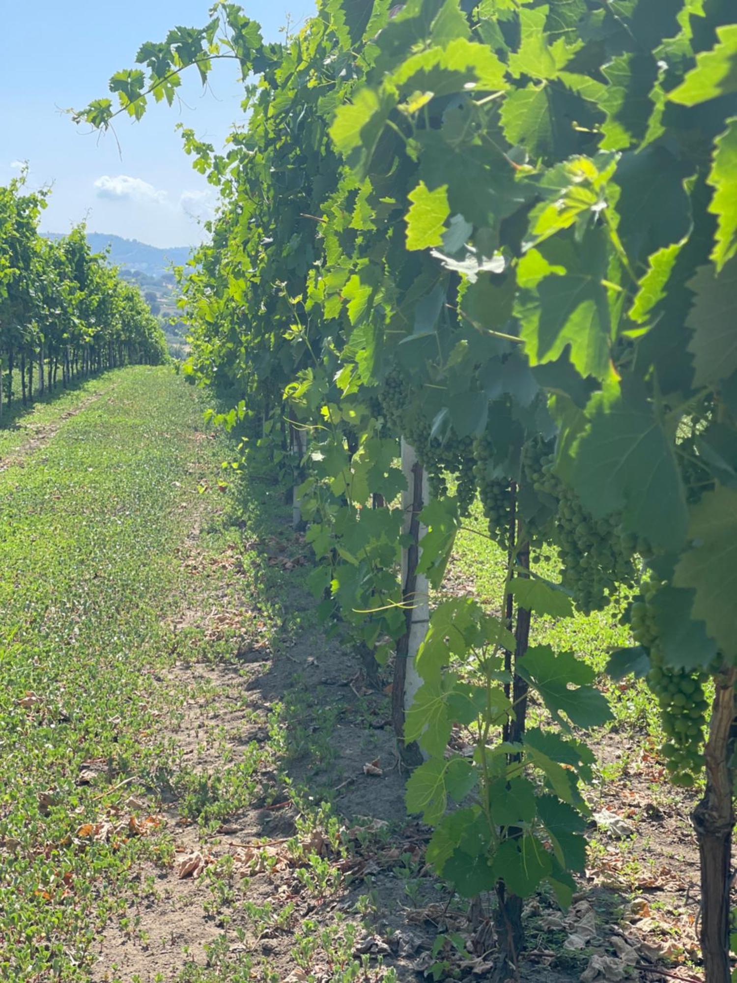 Azienda Agricola Ponterotto Mirabella Eclano Eksteriør billede