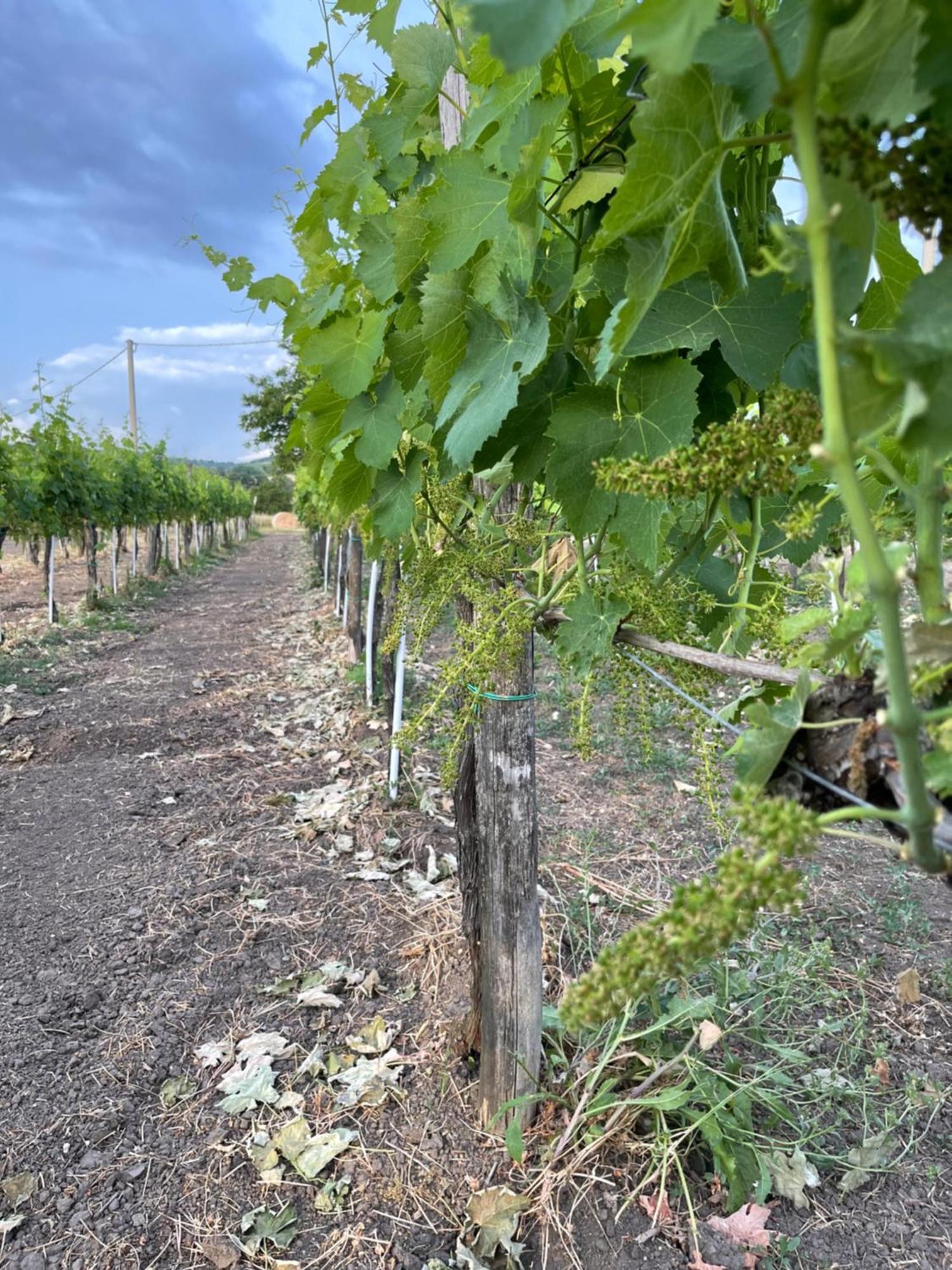 Azienda Agricola Ponterotto Mirabella Eclano Eksteriør billede