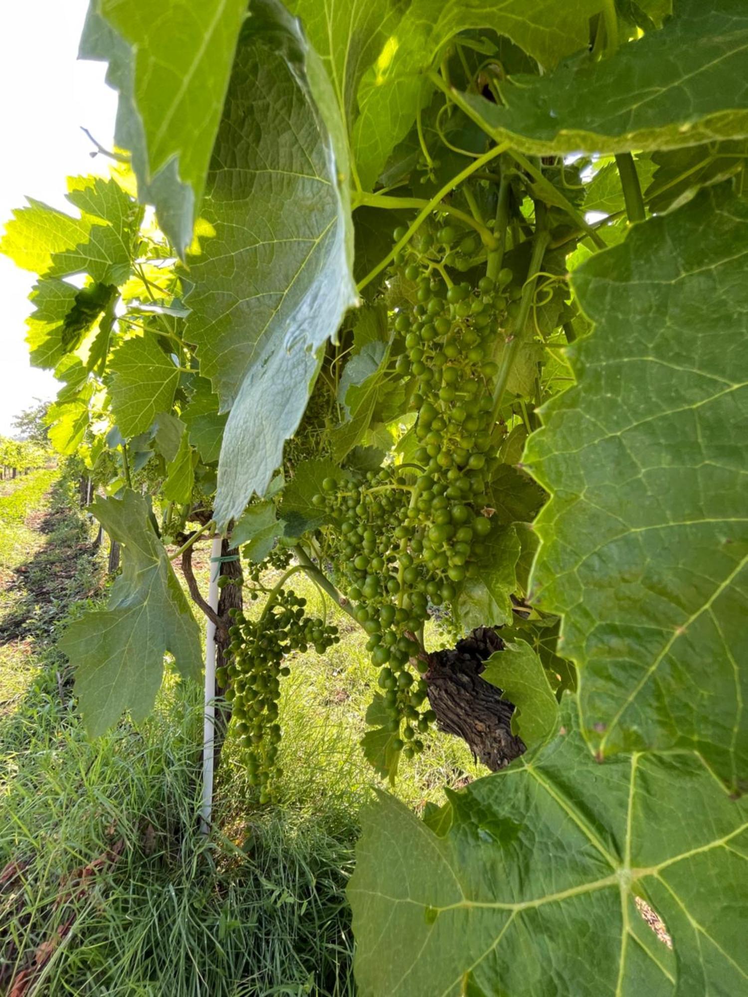 Azienda Agricola Ponterotto Mirabella Eclano Eksteriør billede
