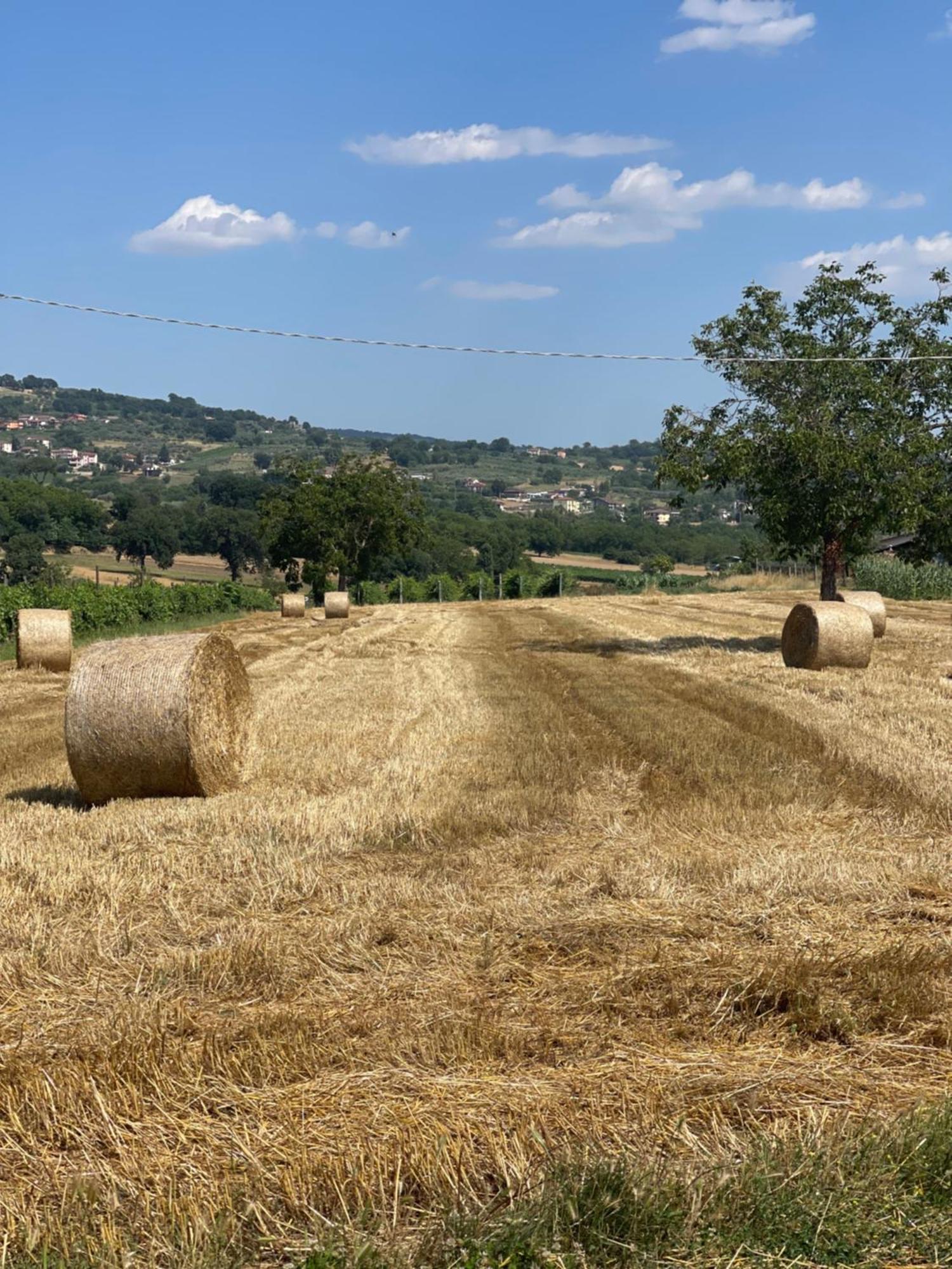 Azienda Agricola Ponterotto Mirabella Eclano Eksteriør billede