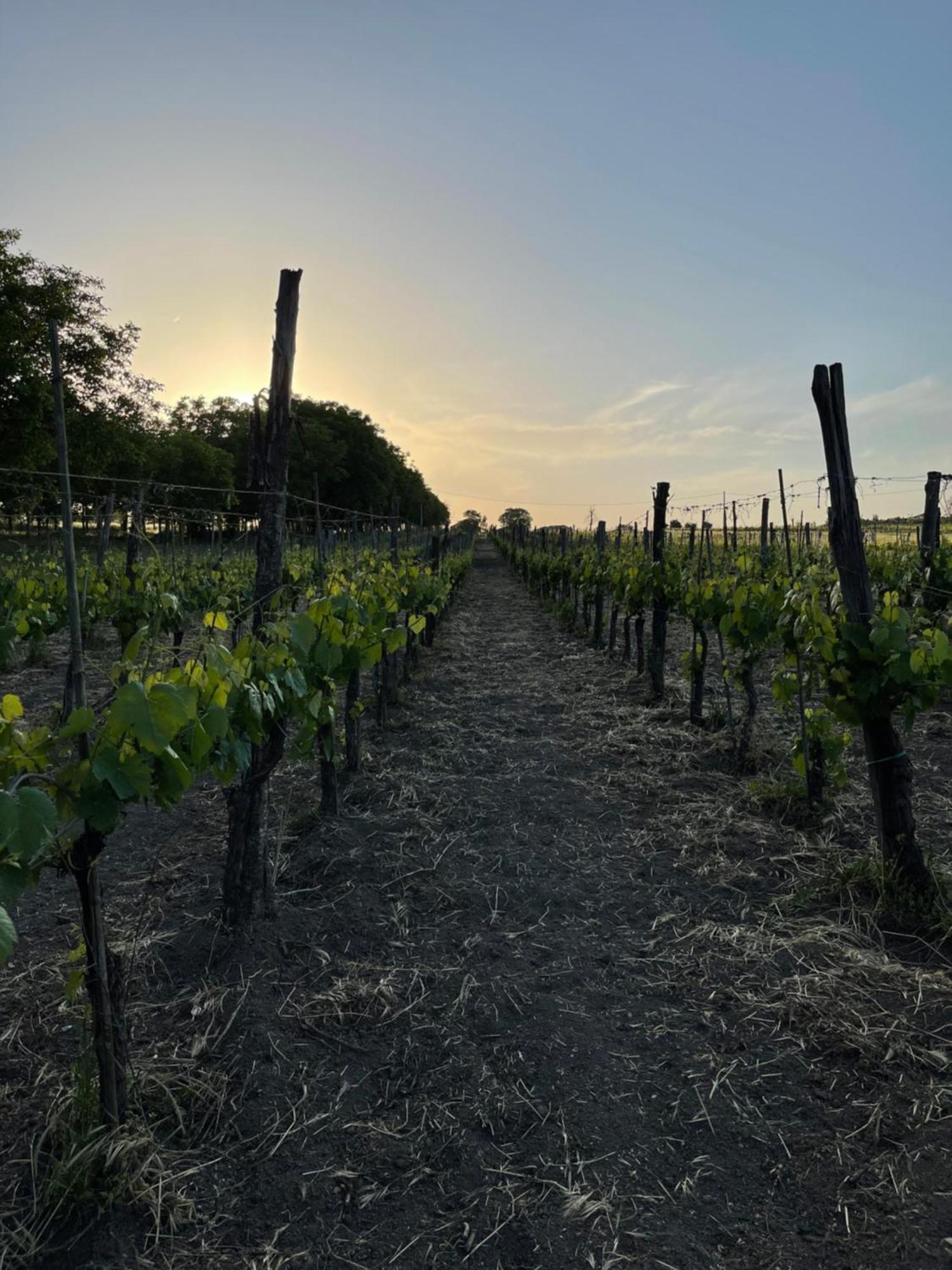 Azienda Agricola Ponterotto Mirabella Eclano Eksteriør billede