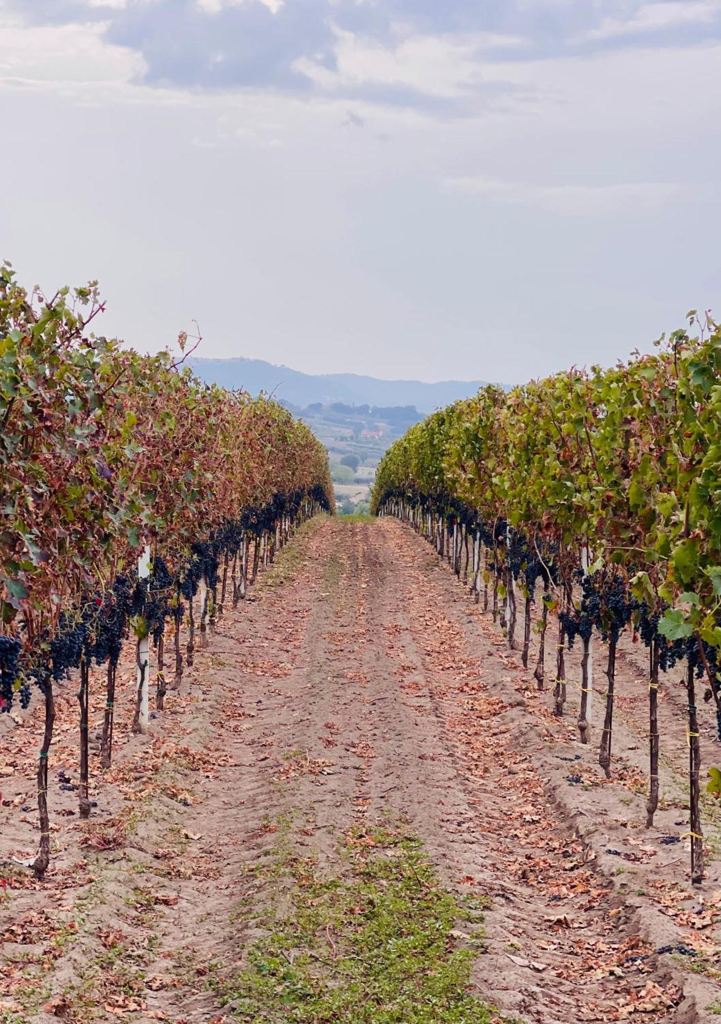 Azienda Agricola Ponterotto Mirabella Eclano Eksteriør billede