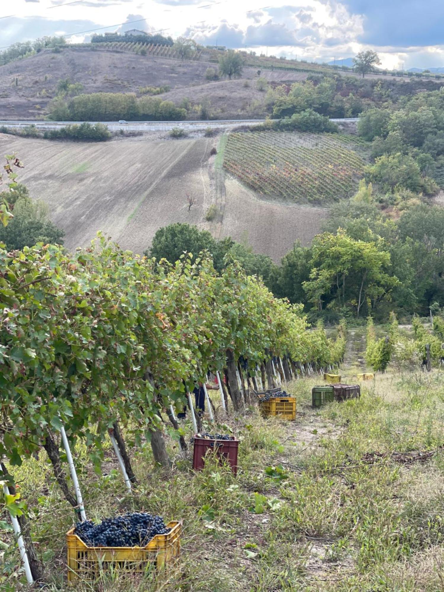 Azienda Agricola Ponterotto Mirabella Eclano Eksteriør billede