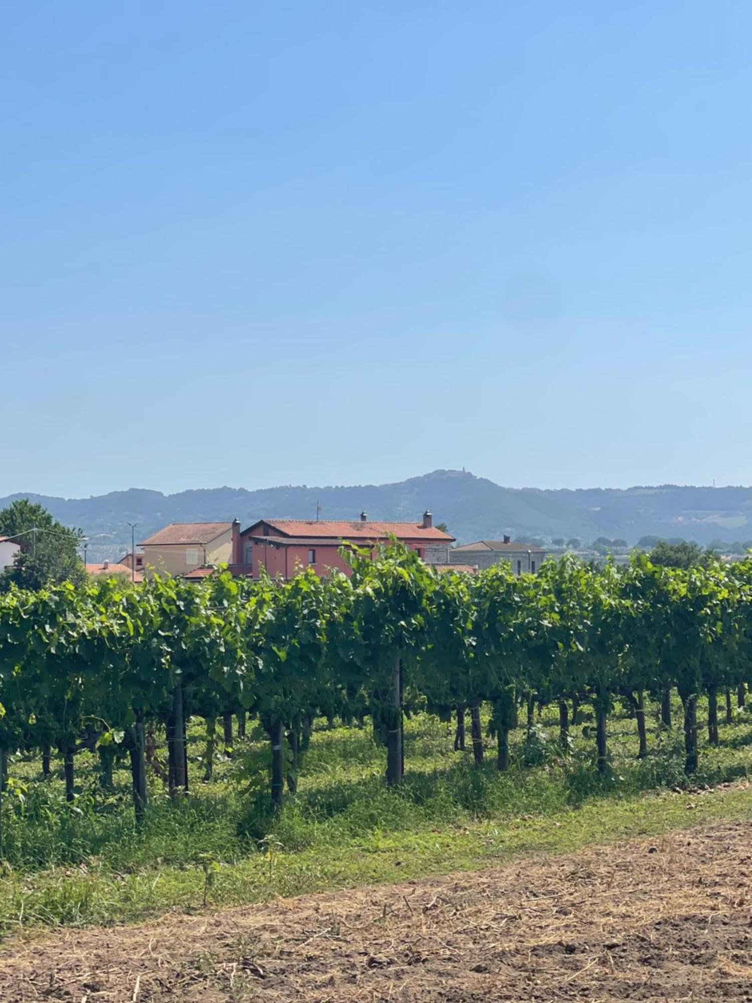 Azienda Agricola Ponterotto Mirabella Eclano Eksteriør billede