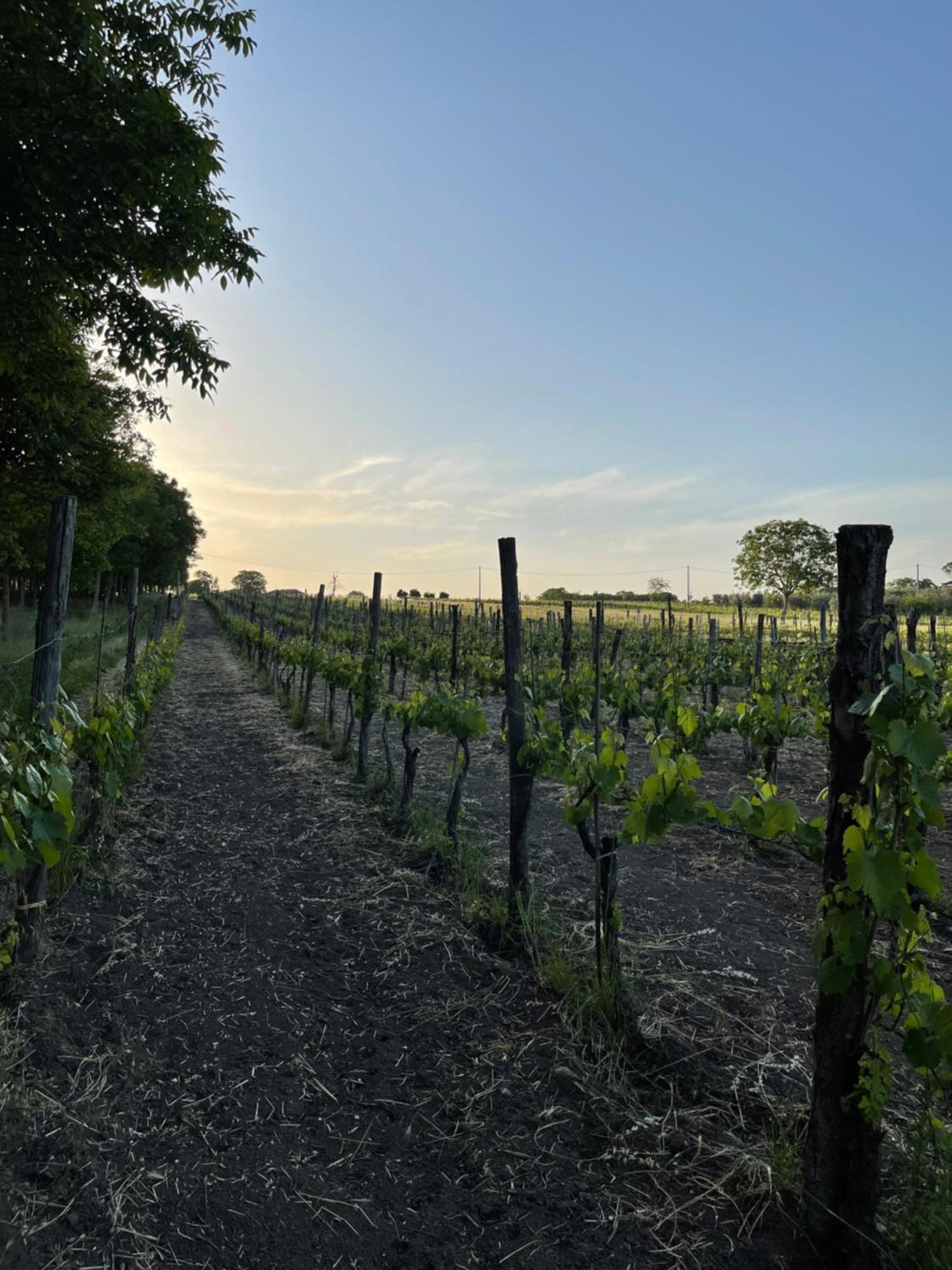 Azienda Agricola Ponterotto Mirabella Eclano Eksteriør billede