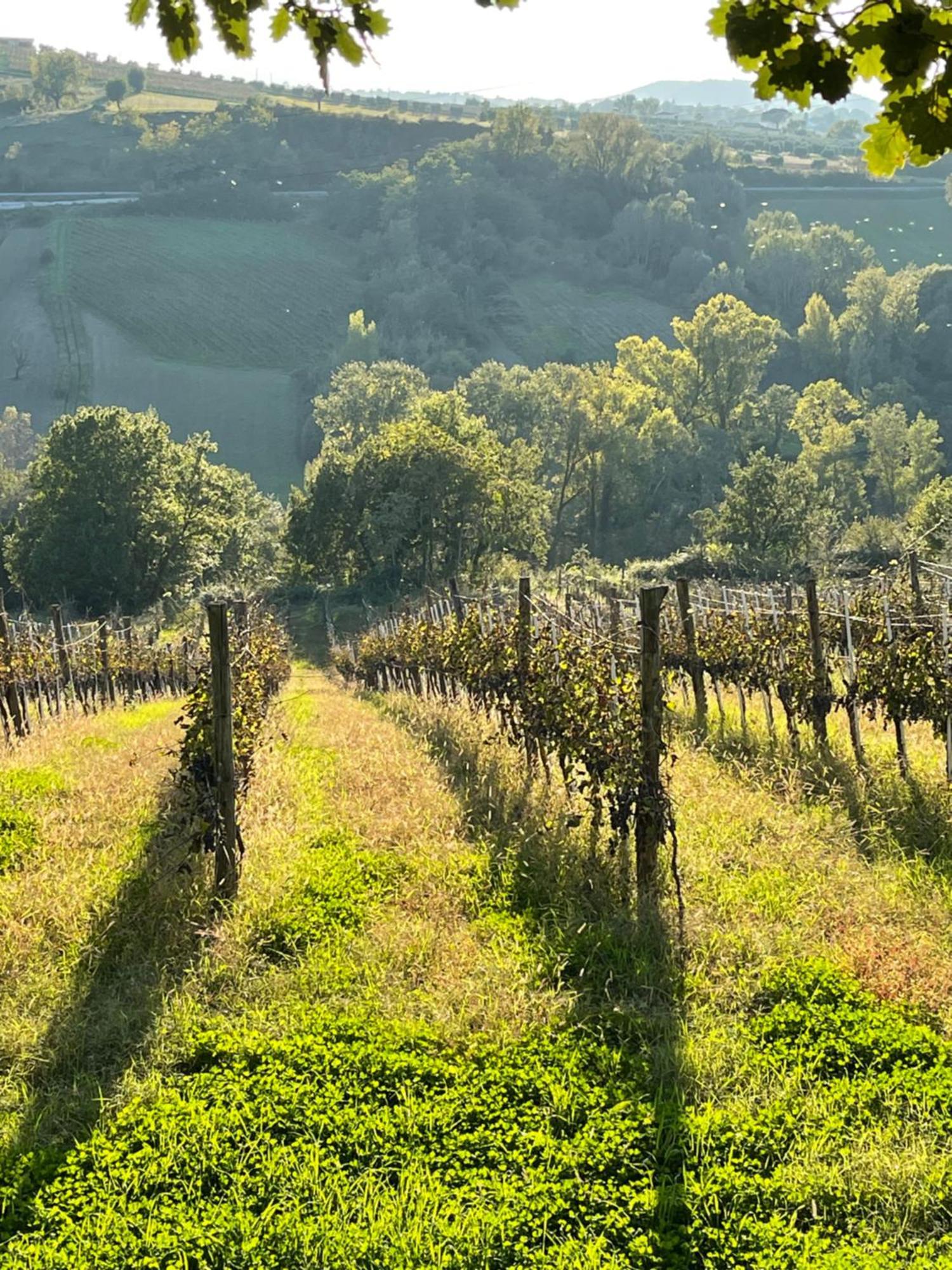 Azienda Agricola Ponterotto Mirabella Eclano Eksteriør billede