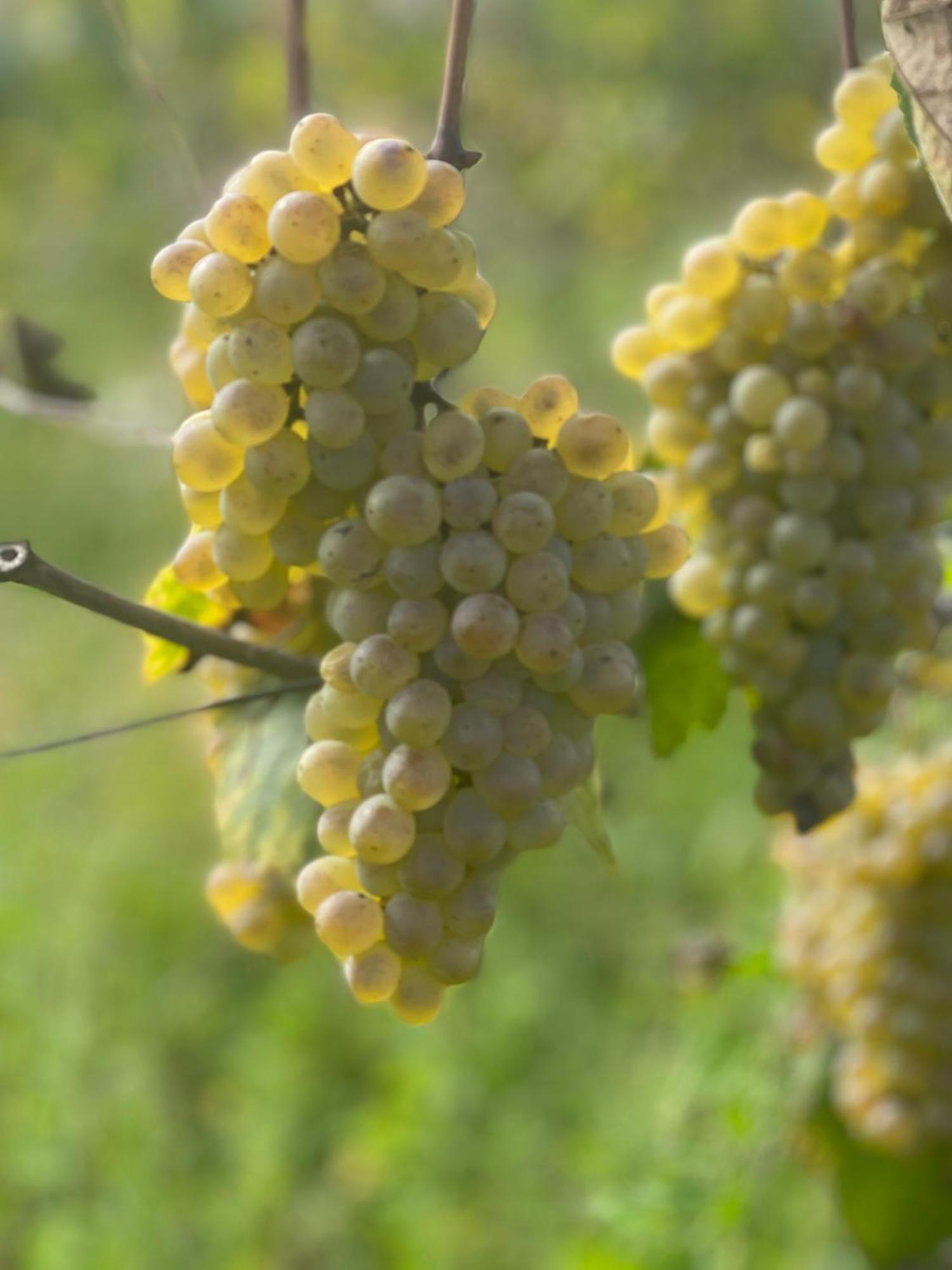 Azienda Agricola Ponterotto Mirabella Eclano Eksteriør billede