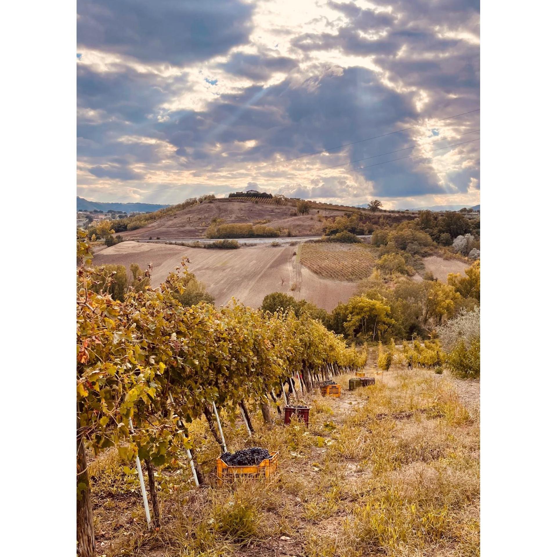 Azienda Agricola Ponterotto Mirabella Eclano Eksteriør billede