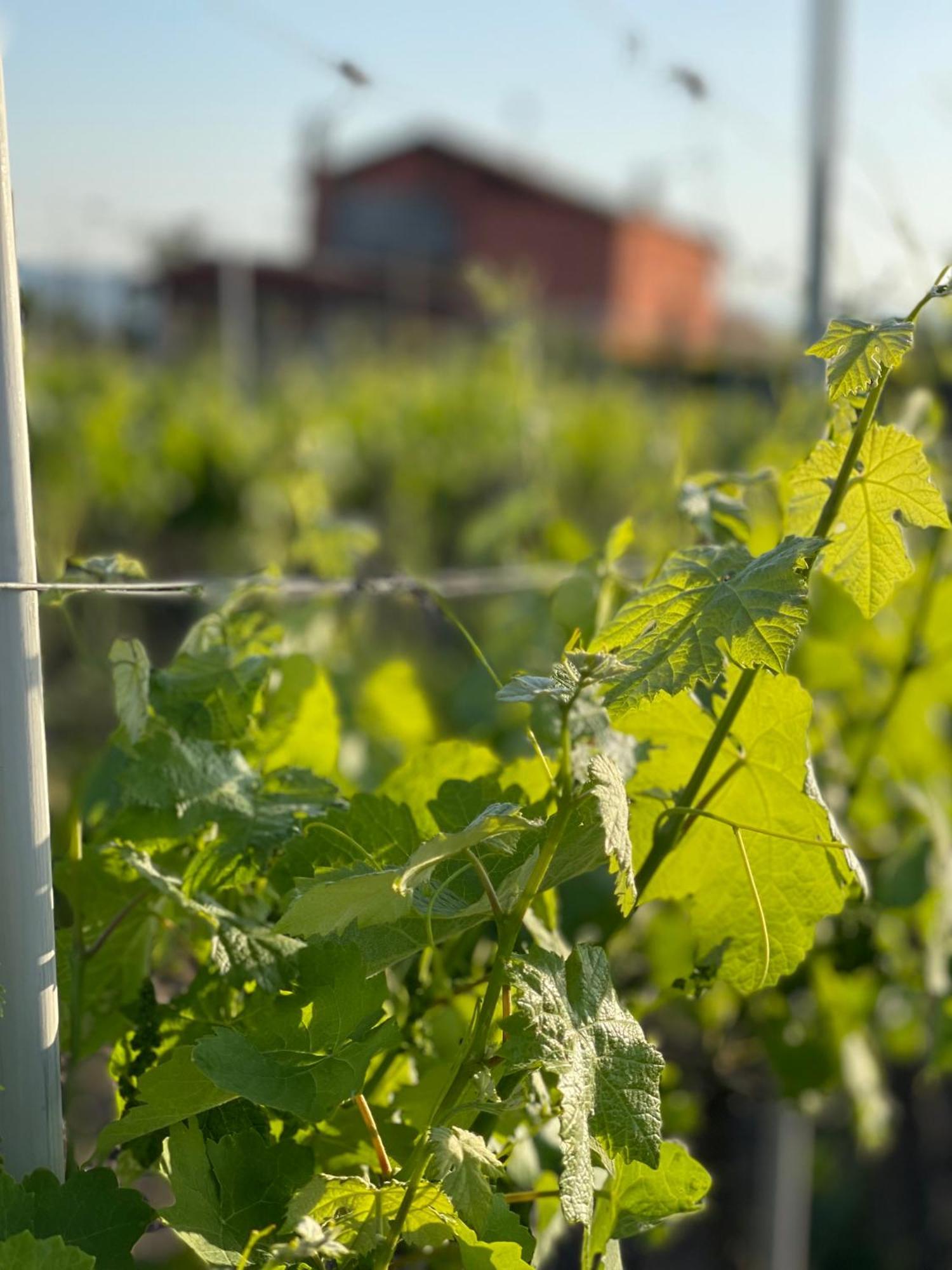 Azienda Agricola Ponterotto Mirabella Eclano Eksteriør billede