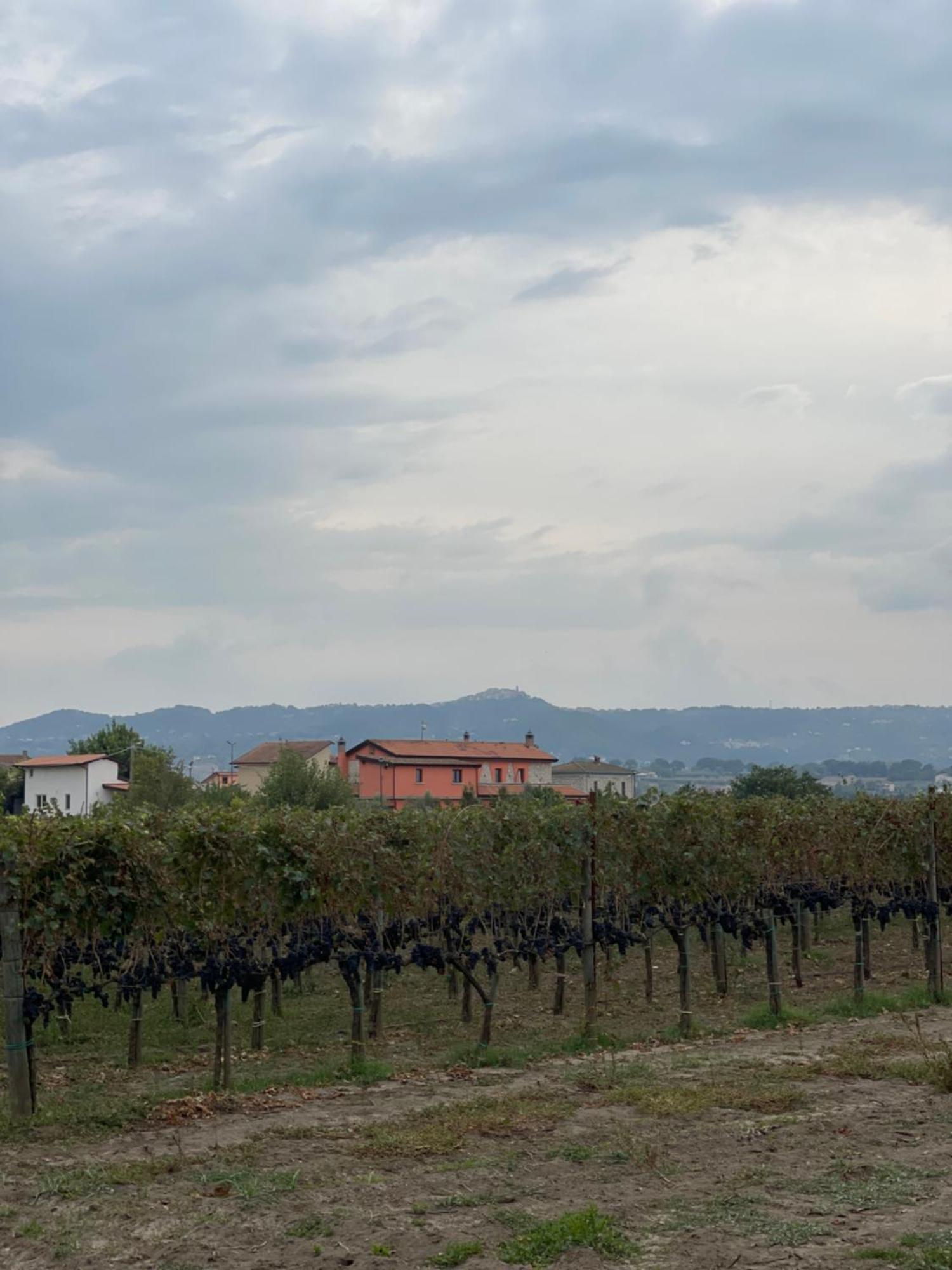 Azienda Agricola Ponterotto Mirabella Eclano Eksteriør billede
