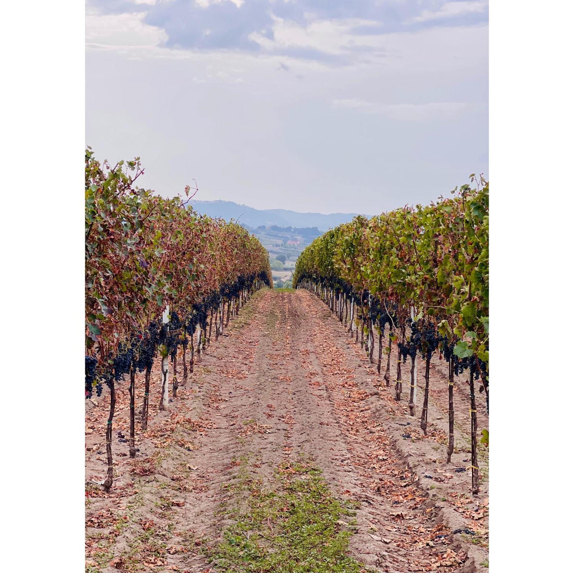 Azienda Agricola Ponterotto Mirabella Eclano Eksteriør billede